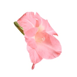 Beautiful pink gladiolus flower on white background