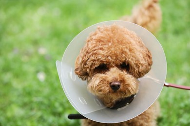 Photo of Cute Maltipoo dog wearing Elizabethan collar outdoors, closeup. Space for text