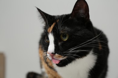 Photo of Cute calico cat on light grey background, closeup