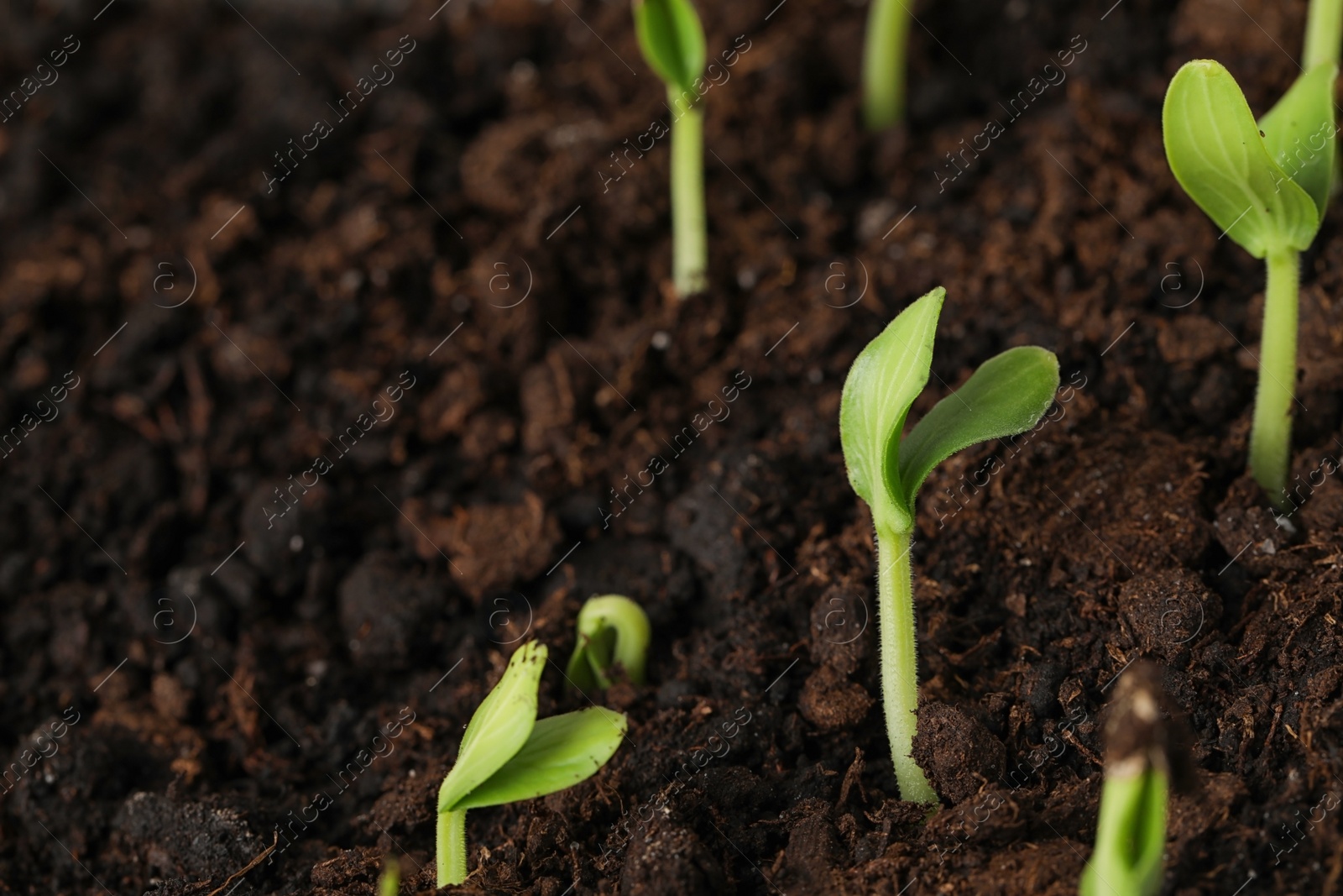 Photo of Little green seedlings growing in soil, closeup