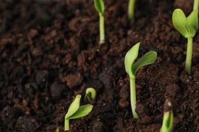 Little green seedlings growing in soil, closeup