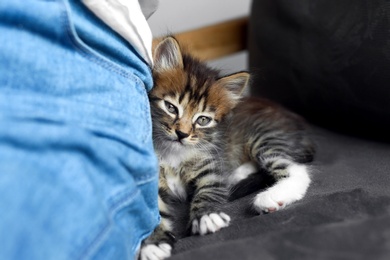 Photo of Cute little striped kitten near owner at home, closeup view