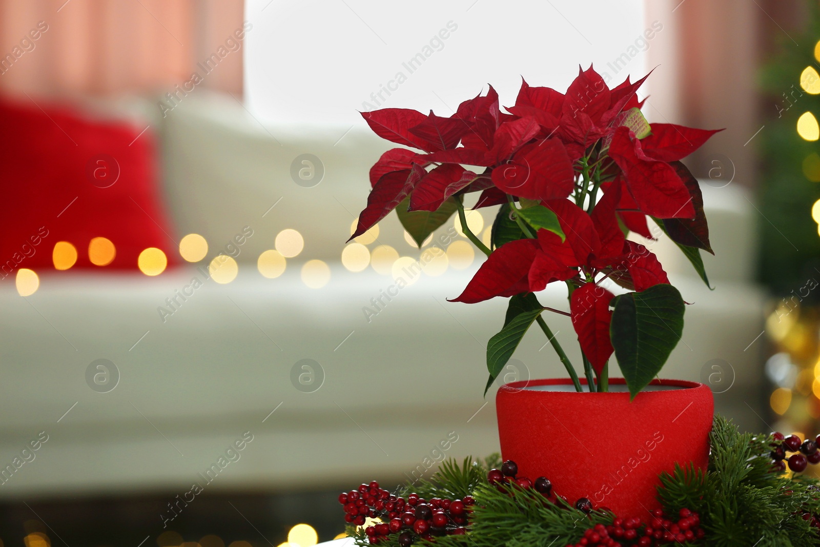 Photo of Potted poinsettia and festive decor in room, closeup with space for text. Christmas traditional flower