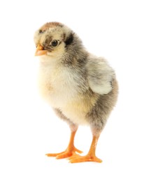 Photo of One cute chick isolated on white. Baby animal