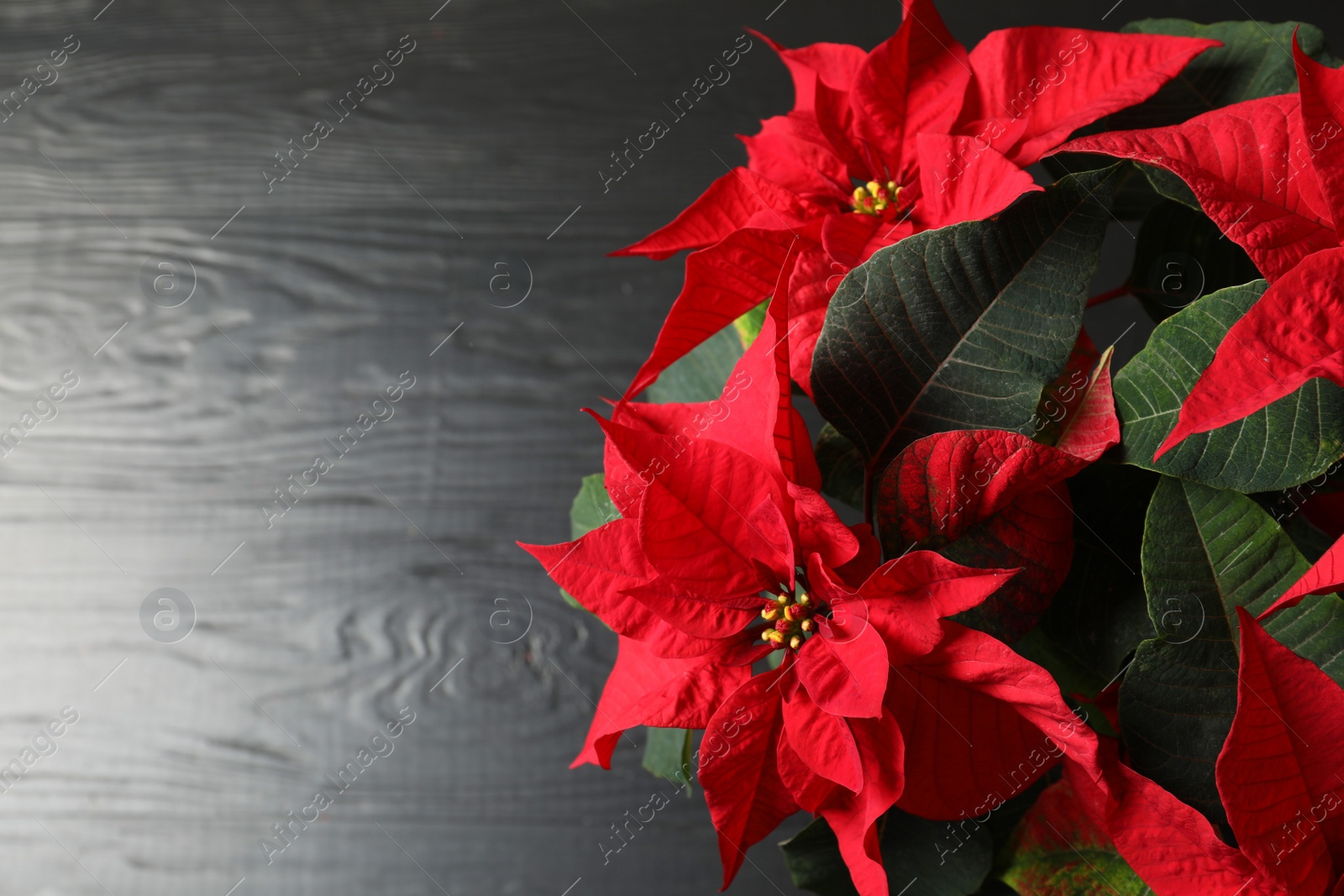 Photo of Poinsettia (traditional Christmas flower) on wooden table, top view. Space for text