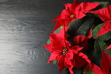 Photo of Poinsettia (traditional Christmas flower) on wooden table, top view. Space for text