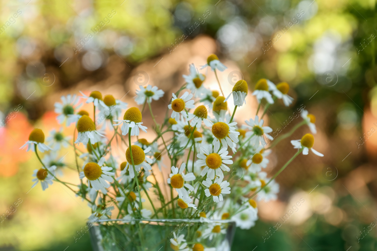 Photo of Beautiful bouquet of chamomiles in glass on blurred background, closeup