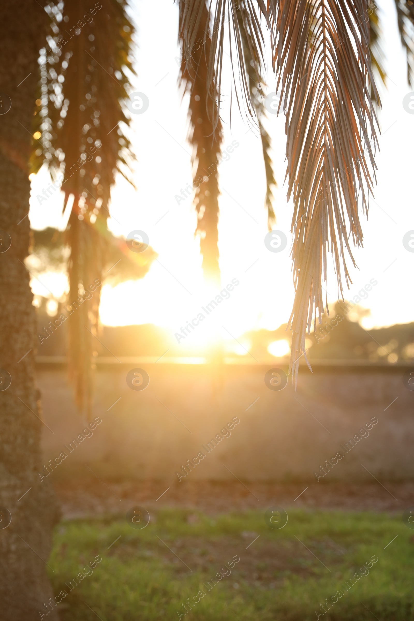 Photo of Beautiful palm tree on sunny day, closeup
