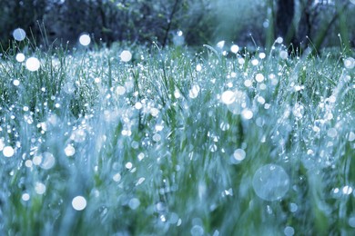 Image of Beautiful grass covered with morning dew, closeup. Blue tone