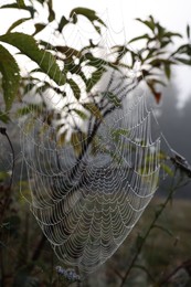 Photo of Closeup view of cobweb with dew drops on plants outdoors