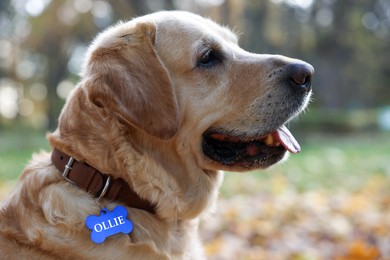 Image of Cute Labrador Retriever in dog collar with metal tag outdoors