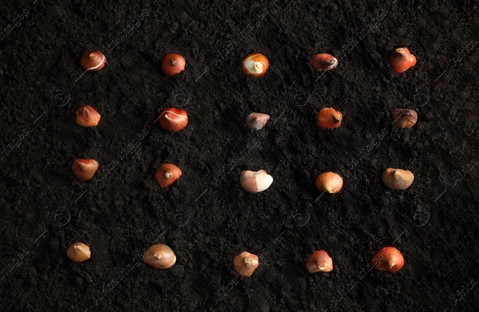 Photo of Many tulip bulbs in soil, flat lay