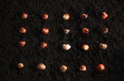 Many tulip bulbs in soil, flat lay