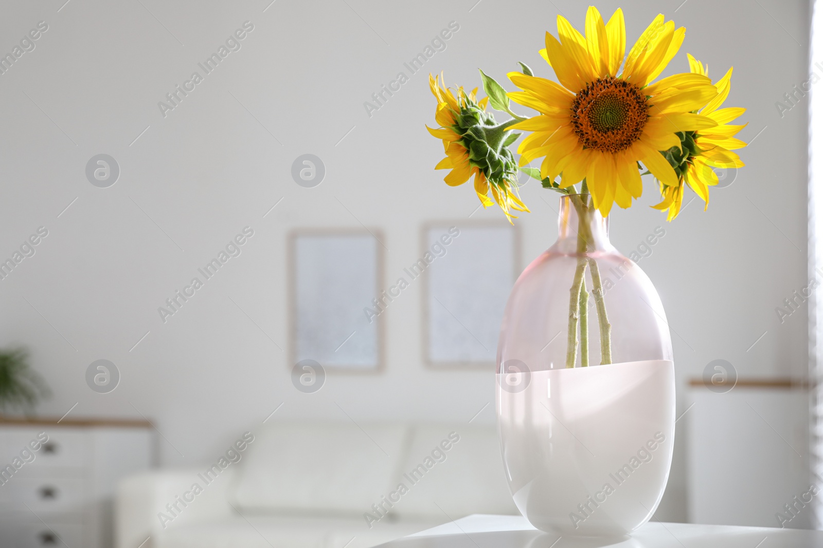 Photo of Beautiful bouquet of sunflowers in vase on table indoors. Space for text