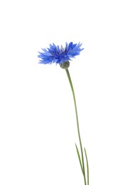 Photo of Beautiful light blue cornflower plant isolated on white