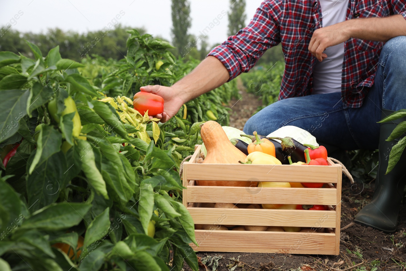 Photo of Farmer taking bell pepper from bush in field, closeup. Harvesting time