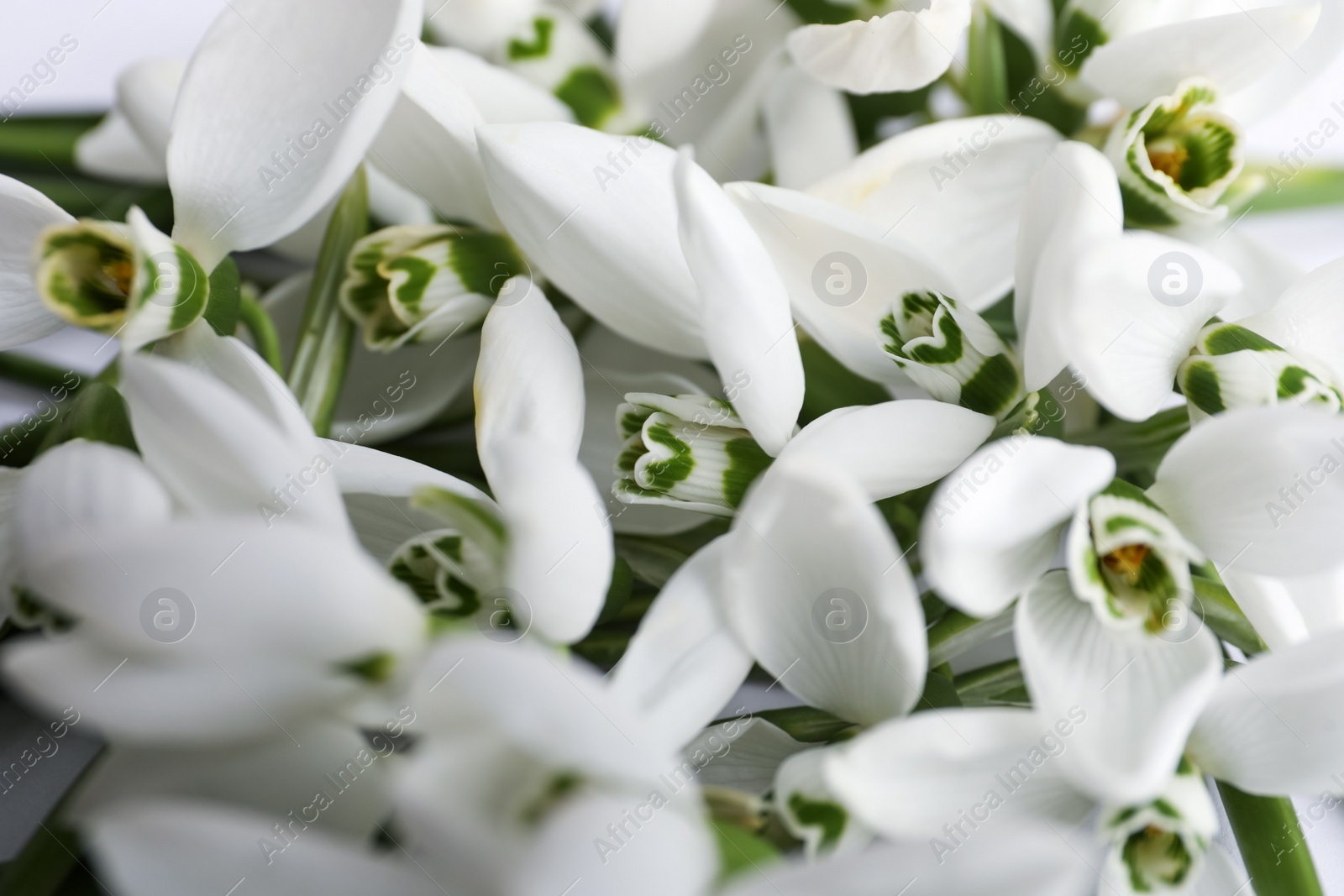 Photo of Beautiful spring snowdrops as background, closeup view