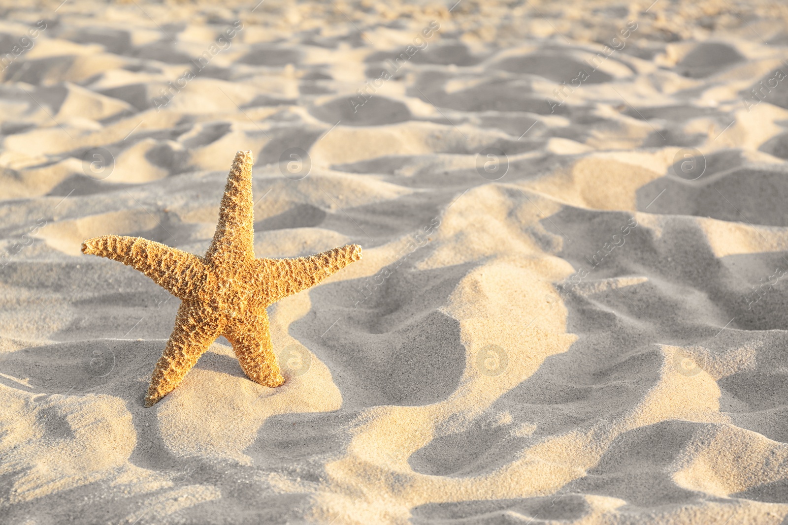 Photo of Sandy beach with beautiful starfish near sea on sunny summer day. Space for text