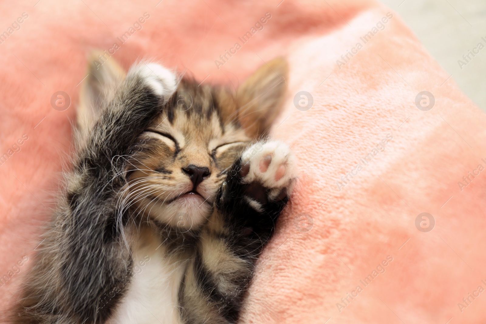 Photo of Cute sleeping little kitten on pink blanket, space for text