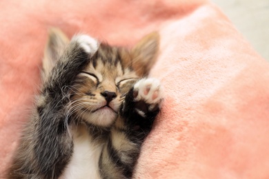Photo of Cute sleeping little kitten on pink blanket, space for text
