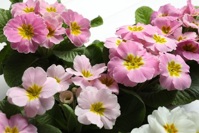 Photo of Beautiful primula (primrose) plants with colorful flowers on white table, closeup. Spring blossom