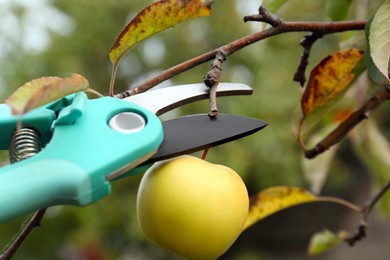 Pruning apple from tree by secateurs outdoors, closeup