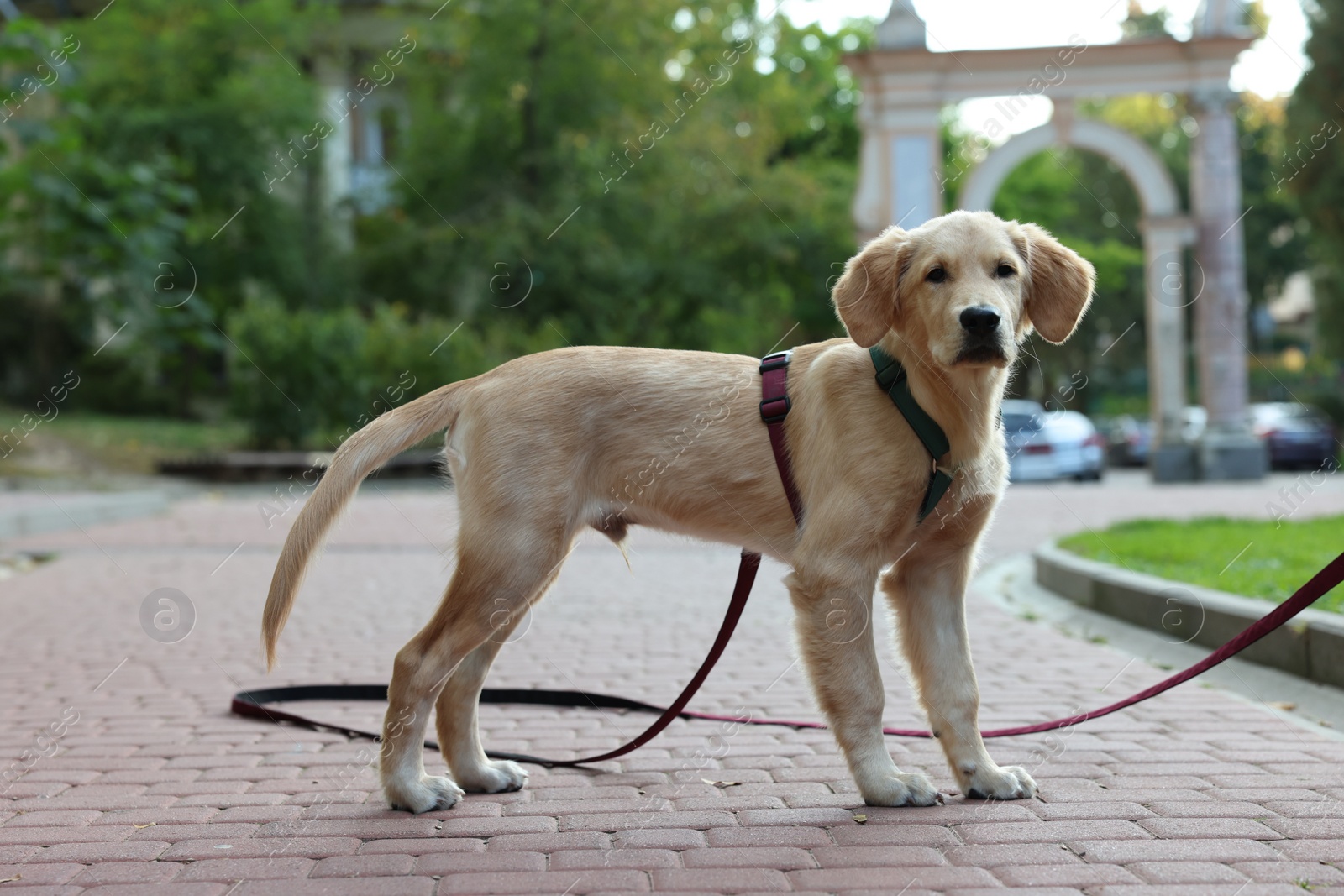 Photo of Cute Labrador Retriever puppy on leash in park