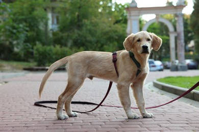 Cute Labrador Retriever puppy on leash in park