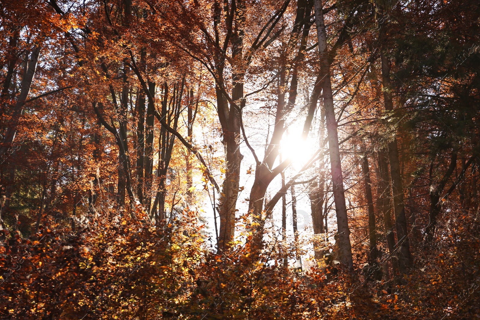 Photo of Sunlight getting through trees in autumn forest