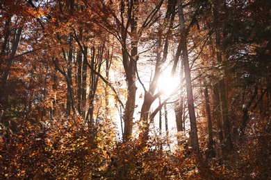 Photo of Sunlight getting through trees in autumn forest