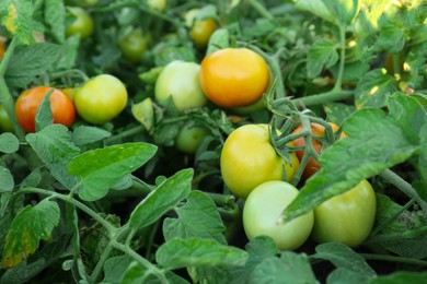 Photo of Green plant with ripening tomatoes in garden, closeup