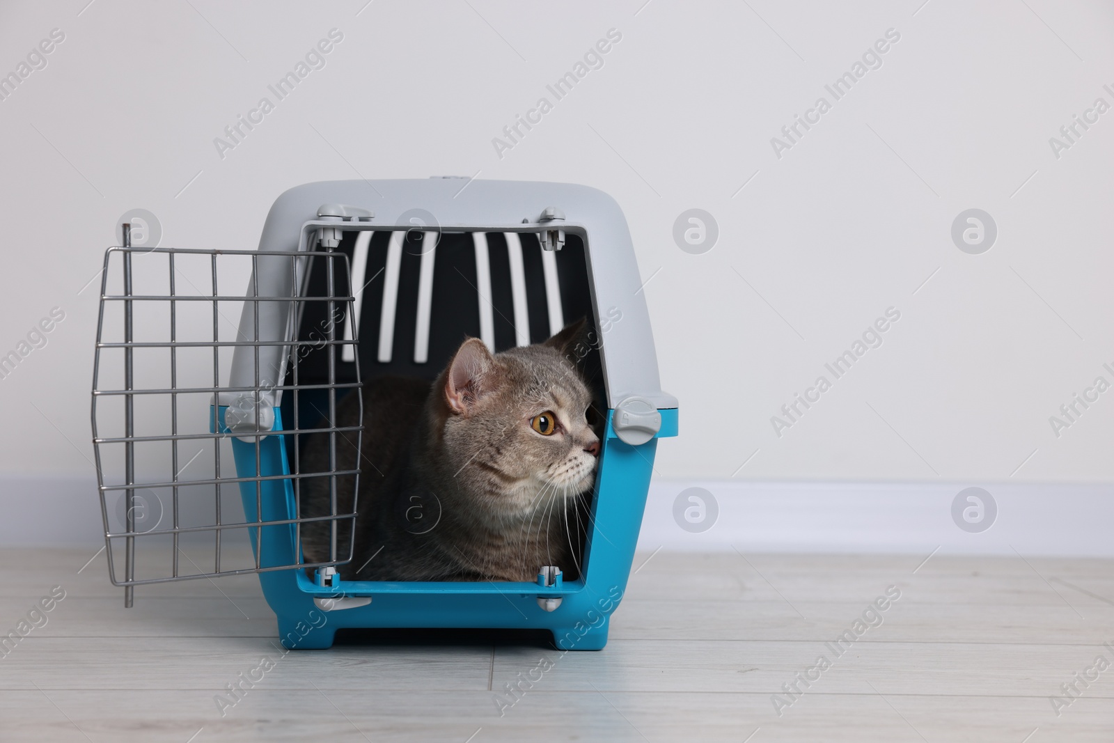 Photo of Travel with pet. Cute cat in carrier on floor near white wall indoors, space for text