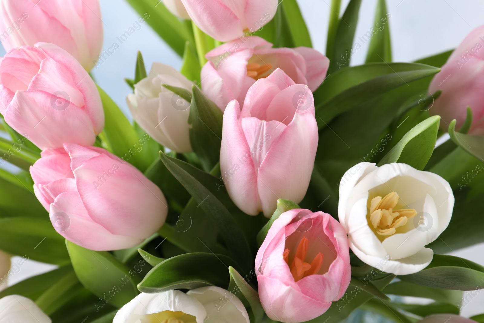 Photo of Big bouquet of beautiful tulips, closeup view