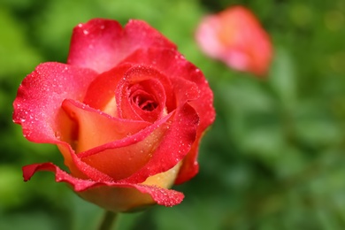 Photo of Beautiful blooming rose with water drops in garden on summer day, closeup view. Space for text