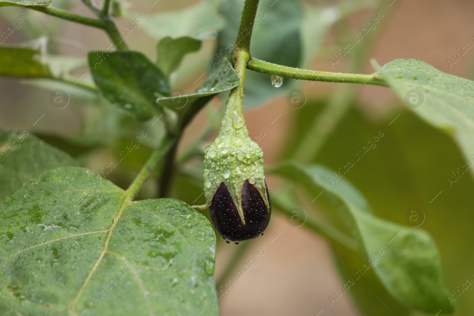 Photo of One small eggplant with water drops growing on stem outdoors, closeup