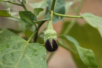 Photo of One small eggplant with water drops growing on stem outdoors, closeup