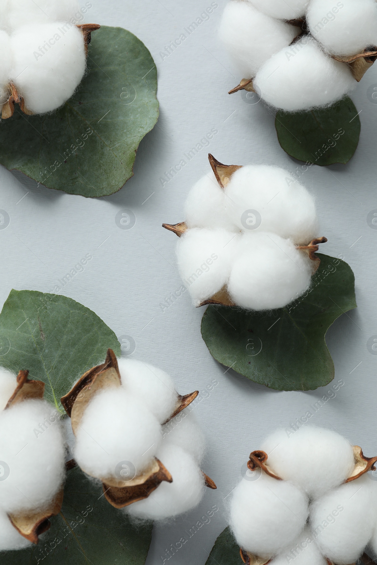 Photo of Cotton flowers and eucalyptus leaves on light grey background, flat lay