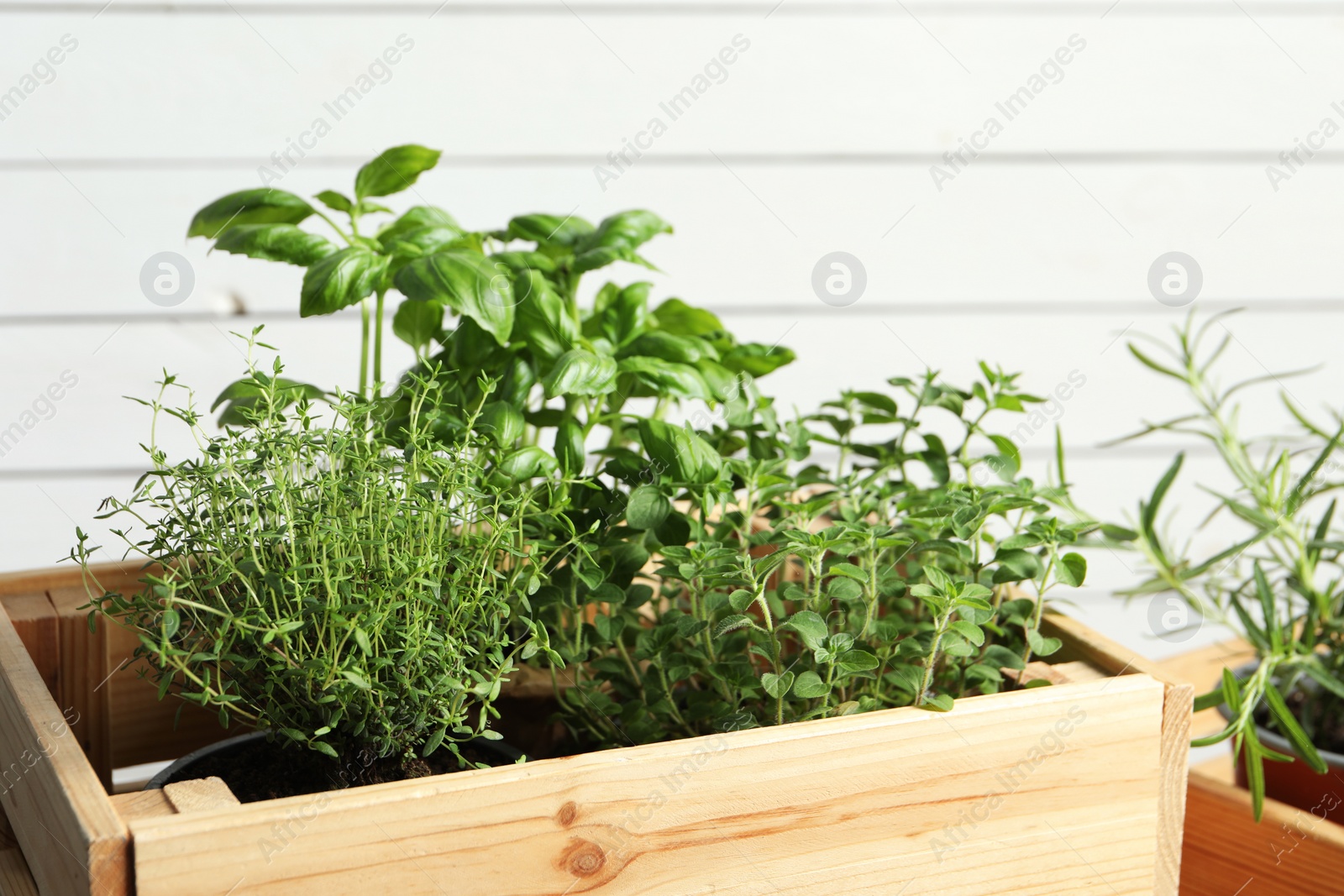 Photo of Crate with different potted herbs near white wall, closeup