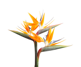 Photo of Bird of Paradise tropical flowers isolated on white
