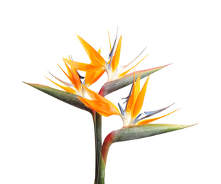 Bird of Paradise tropical flowers isolated on white