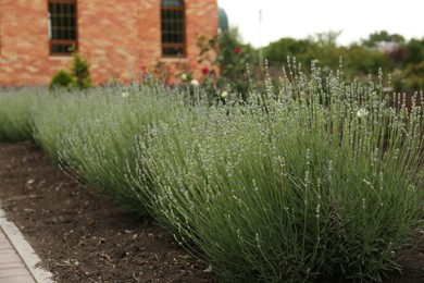 Beautiful lavender plants growing in flowerbed outdoors