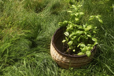 Photo of Wicker basket with seedlings on green grass. Space for text