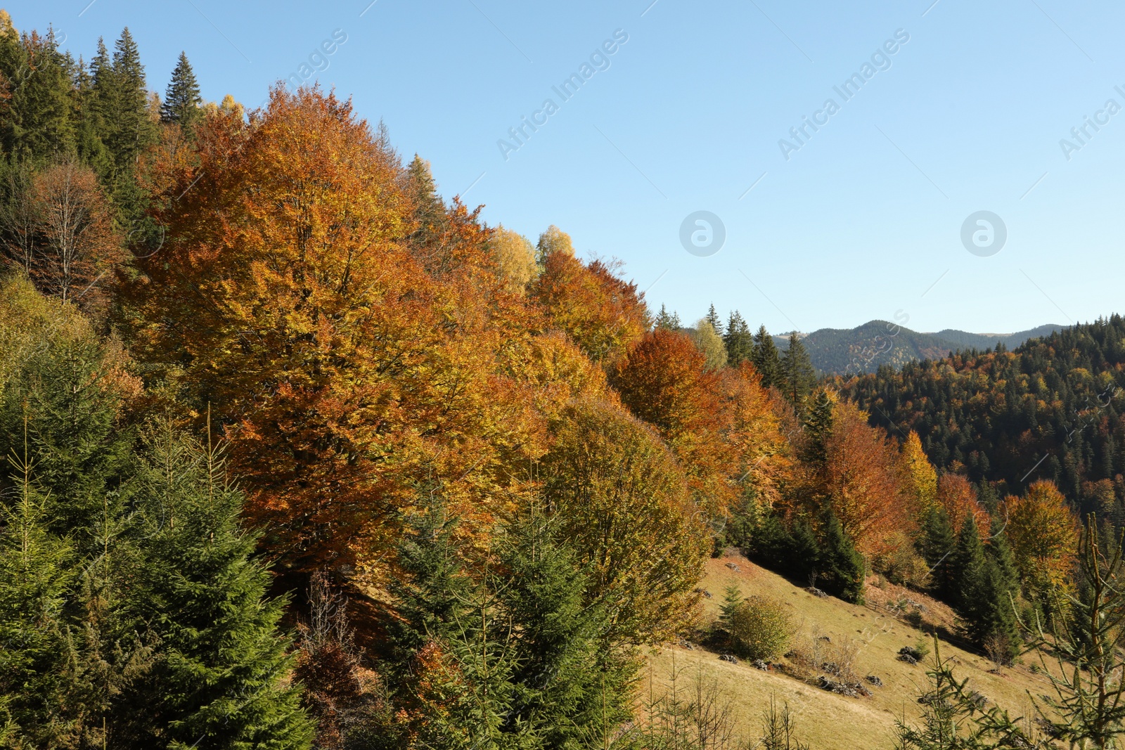 Photo of Picturesque view of beautiful mountain forest on sunny day in autumn