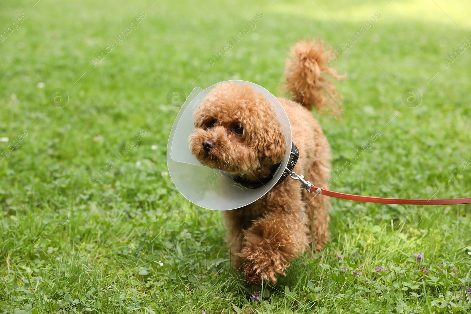 Photo of Cute Maltipoo dog with Elizabethan collar on green grass outdoors