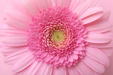 Photo of One beautiful tender gerbera flower on pink background, top view