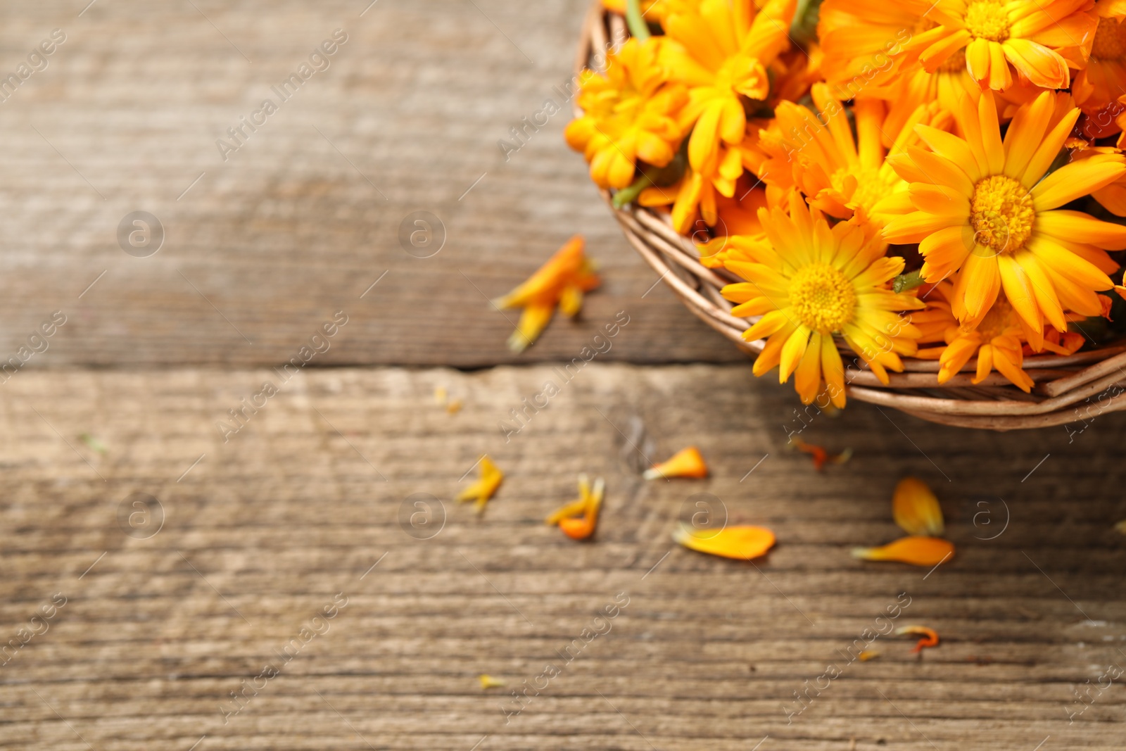 Photo of Beautiful fresh calendula flowers in wicker bowl on wooden table, top view. Space for text