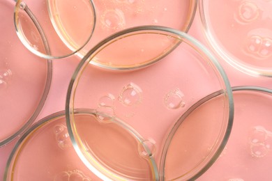 Petri dishes with liquid samples on pink background, flat lay