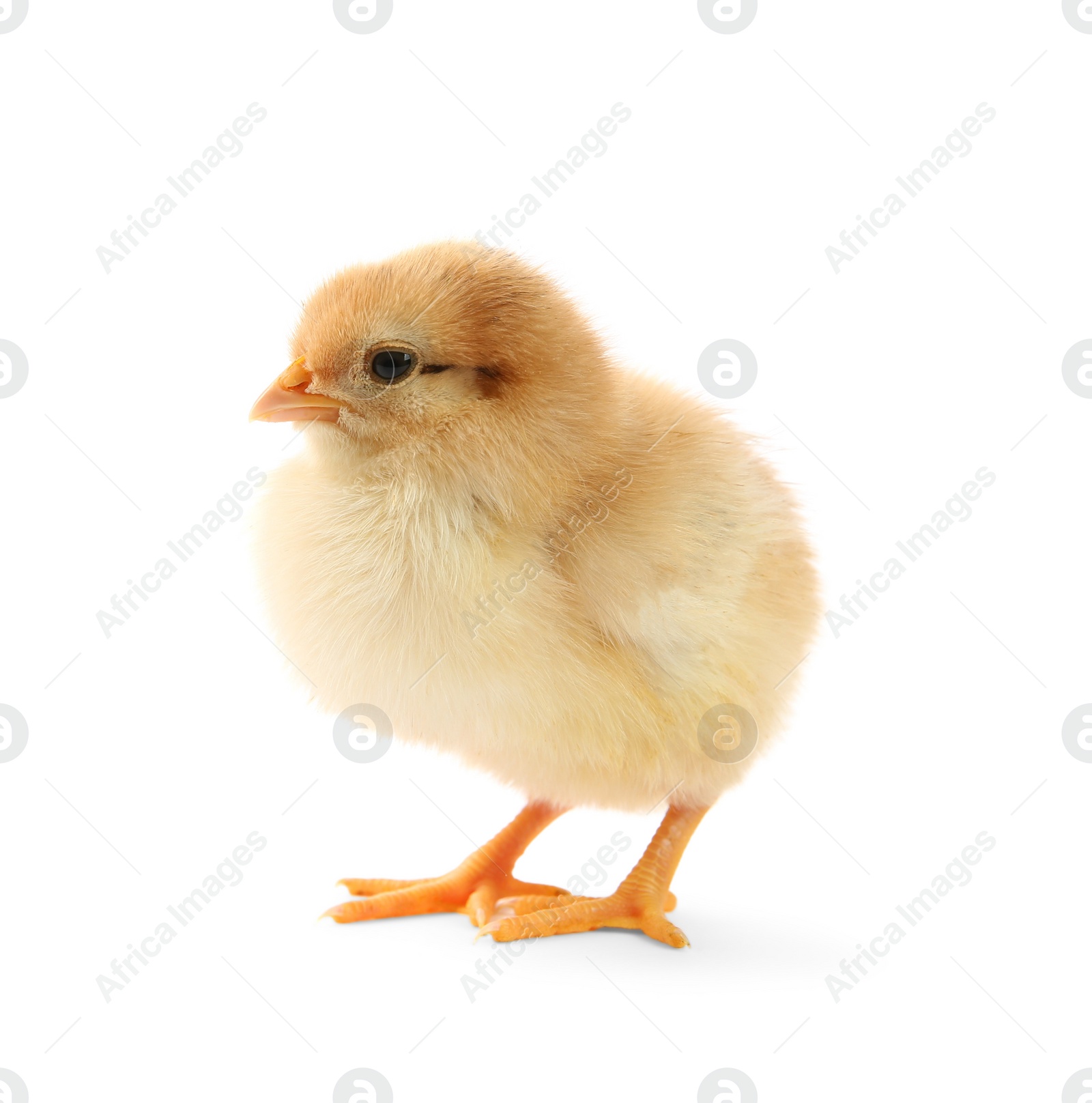 Photo of One cute chick isolated on white. Baby animal