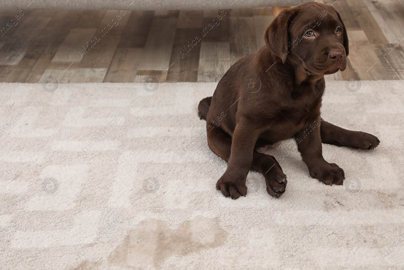 Photo of Chocolate Labrador Retriever puppy and wet spot on carpet. Space for text