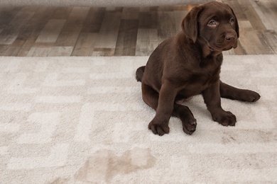 Photo of Chocolate Labrador Retriever puppy and wet spot on carpet. Space for text